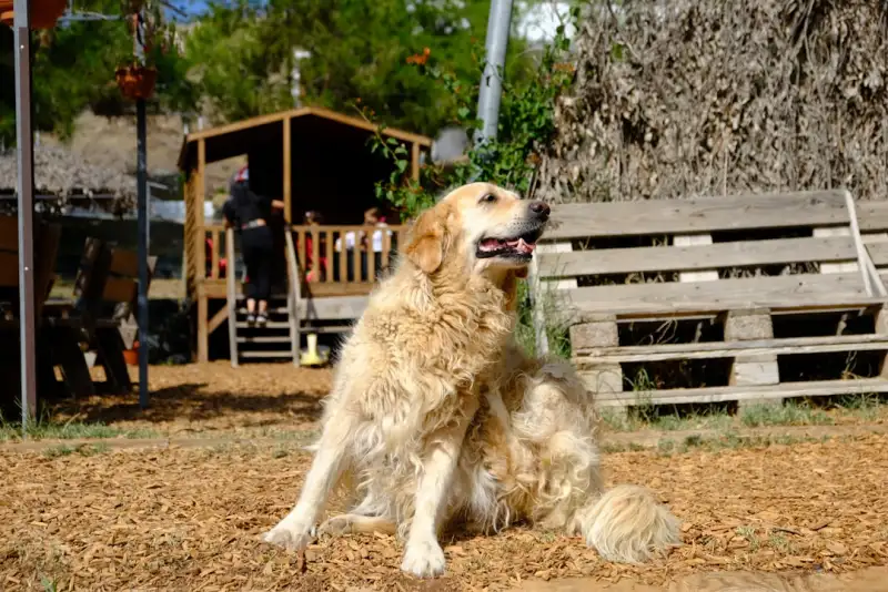 Traceur GPS chien sans abonnement : comparatif des meilleurs modeles